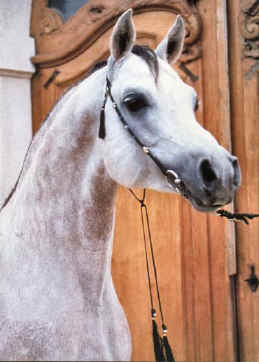 El Cid