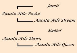 pedigree